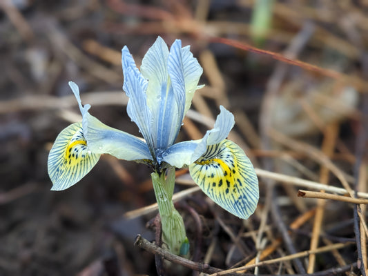 A Taste of Life on the Farms of Hardwick, As Winter Teases Into Spring